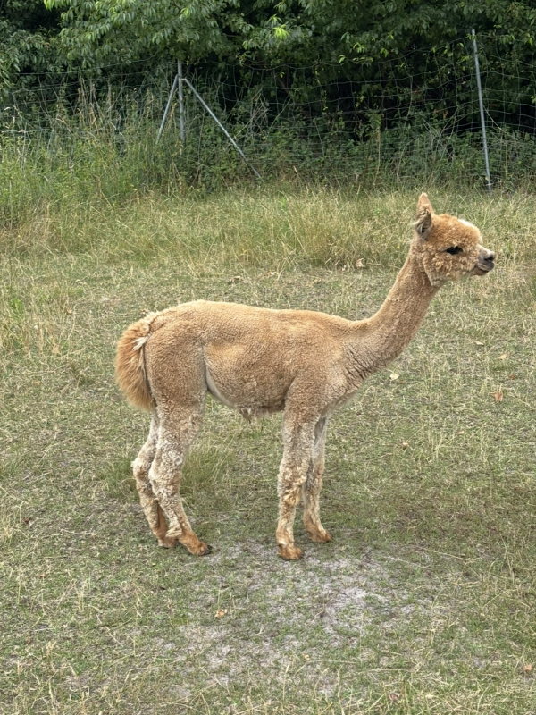 Ihr letztes Fohlen mit unserem ANA Dillon.  Ihr letztes Fohlen mit unserem ANA Dillon.