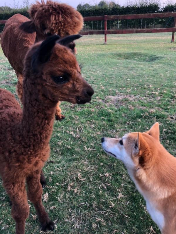 ELAB Hermann mit unserer Shiba Inu Dame Maya