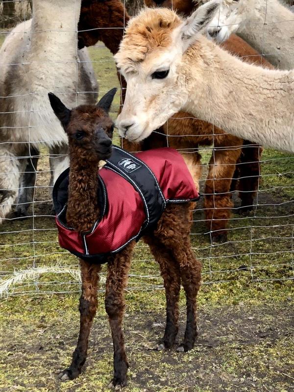 ELAB Murphy mit Mama MMR Cara