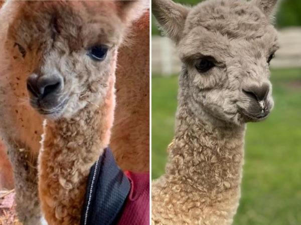 links Oprah rechts Nala
